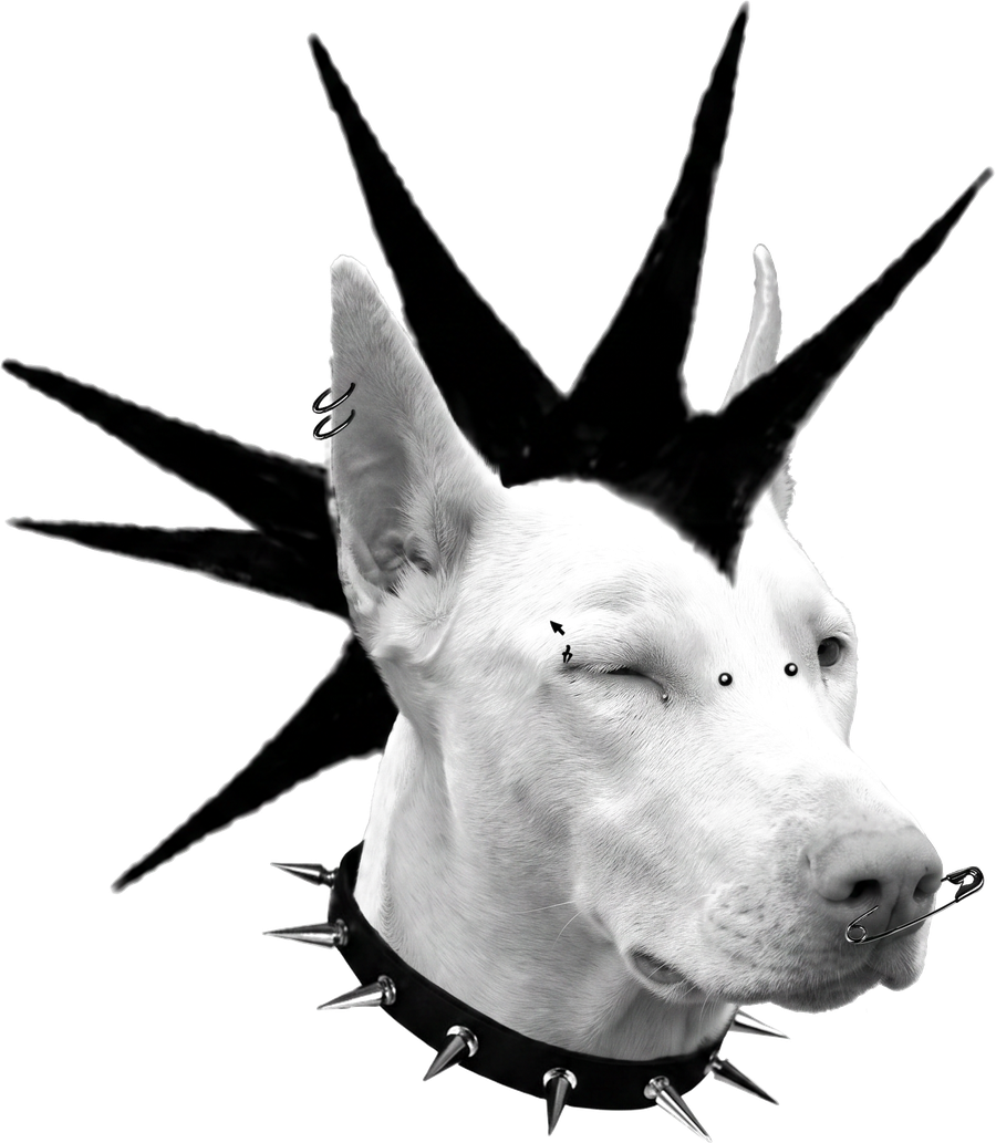 White dog with a black mohawk and spiked collar, a Le Labo Noir creation